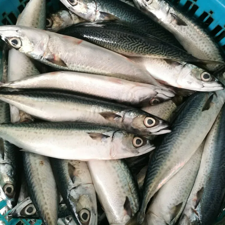 
Frozen horse mackerel prices 