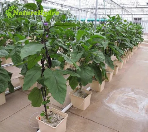 
Nutrient solution hydroponics plant eggplants 
