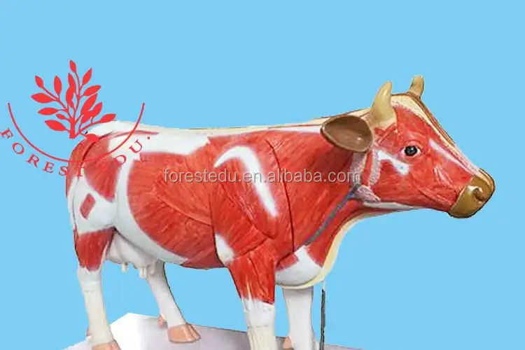 1 Cow anatomical model.jpg