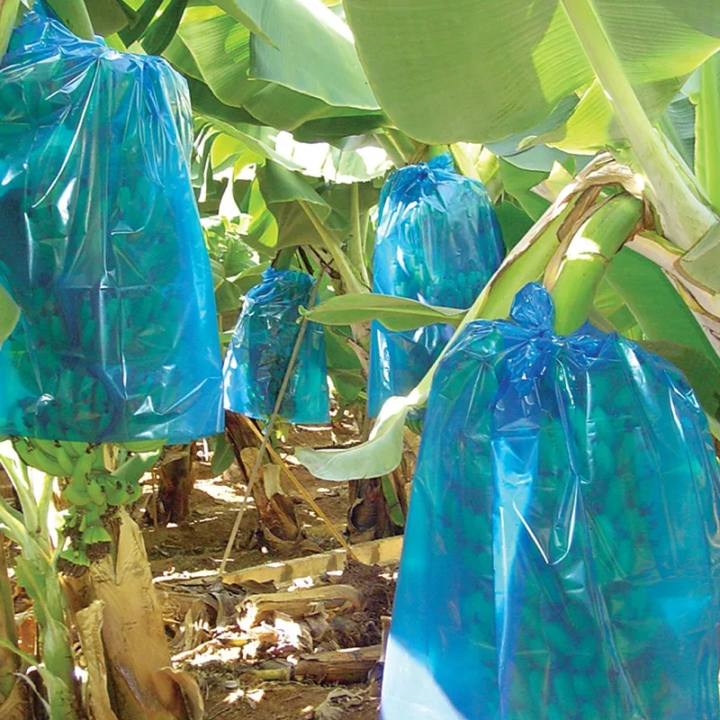 Banana Bunch Bag Protection Covers For Fruit - Buy Plastic Banana Cover
