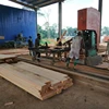 Long lasting Okoume Timber for Making Furniture from Gabon, Africa