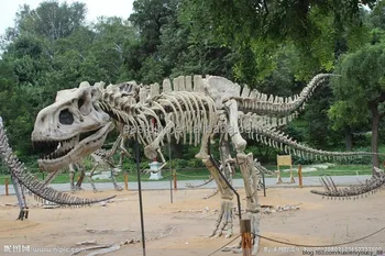 large dinosaur bones