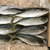 fresh 500-700 yellow tail fish frozen yellowtail