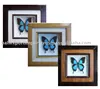 Real Dried Framed Butterfly