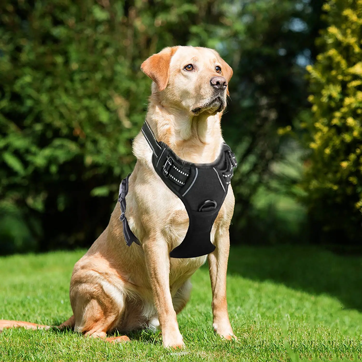 Cheap Comfort Dog Vest, find Comfort Dog Vest deals on line at Alibaba.com