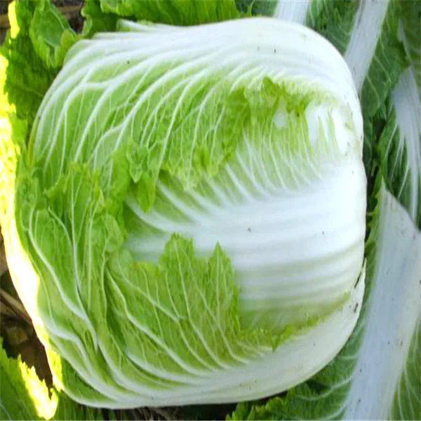 quality vegetable seeds for sale best price chinese cabbage seed