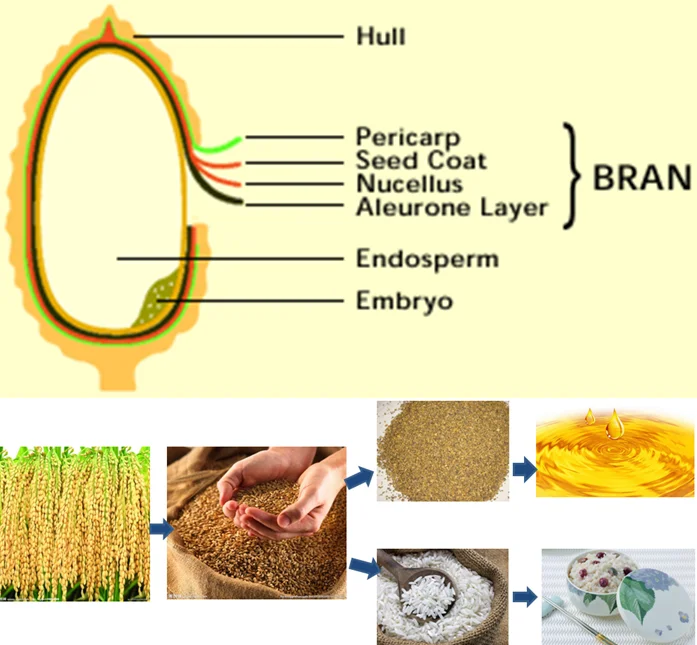 hot in bangladesh market rice bran oil refinery plant