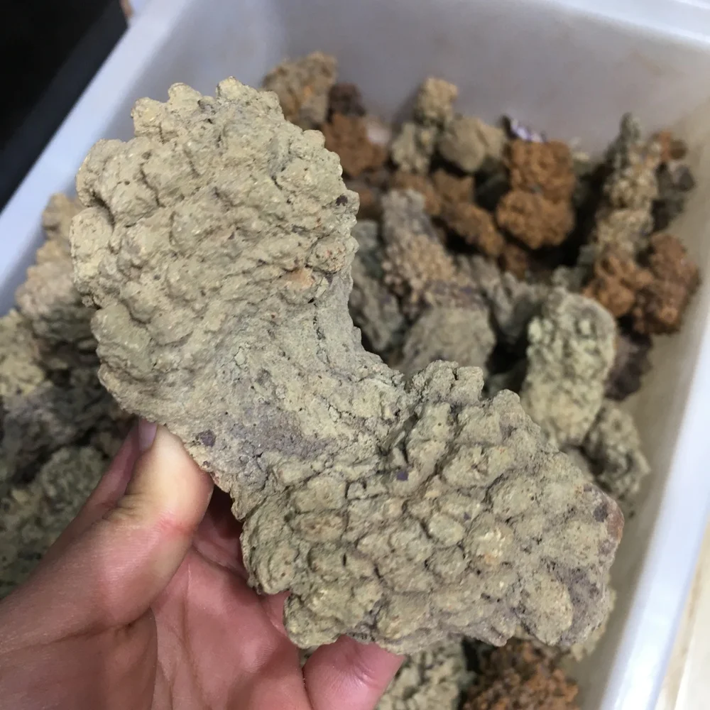 Wholesale Natural Monazite Specimen Dinosaur Faeces Fossil Rare Earth ...