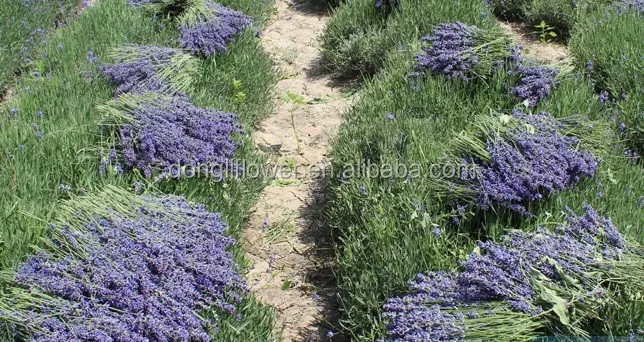French Blue lavender.jpg