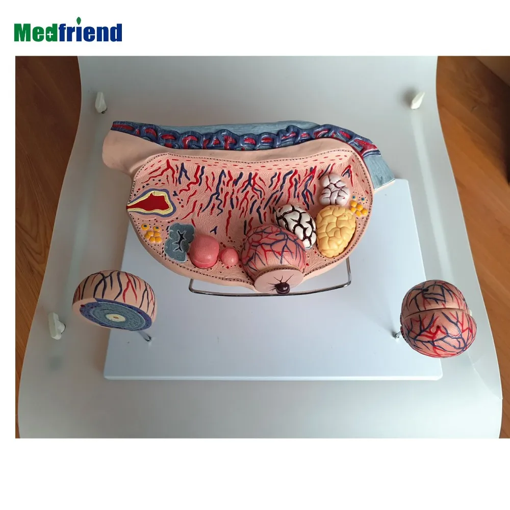 factory price anatomical female uterus ovary model