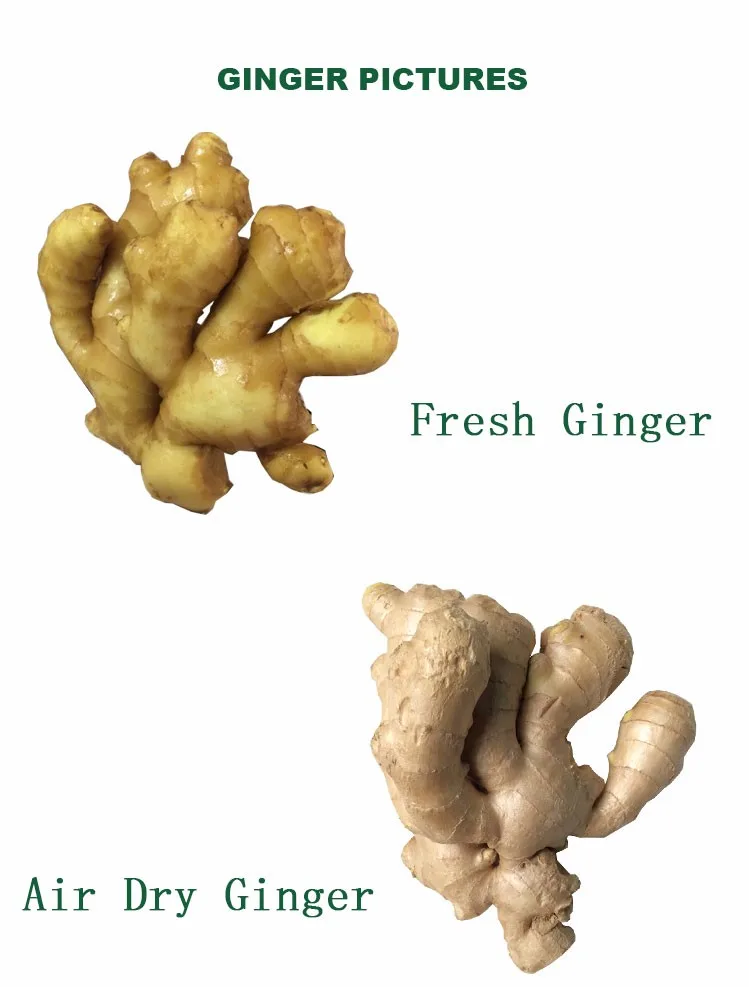 Fresh Style and Organic Cultivation Fresh Ginger