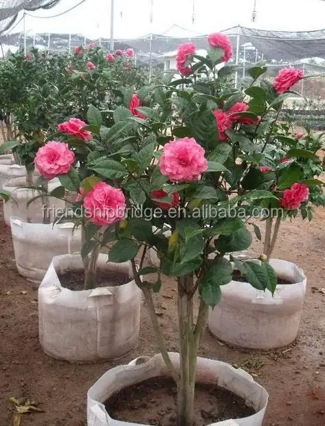 
Ornamental Plants Indoor and outdoor plant Camellia japonica 
