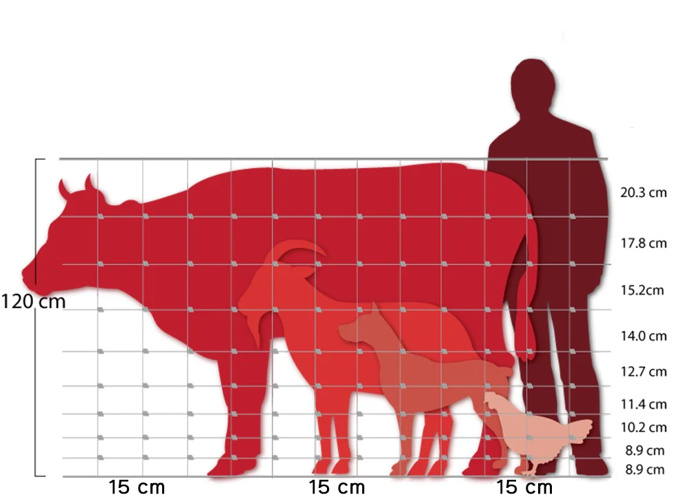 Размеры телят. Забор от коров. Загородка от коров. Габариты коровы. Забор от коров высота.