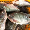 Hot sale farm raised black Tilapia fish whole round 300-500G