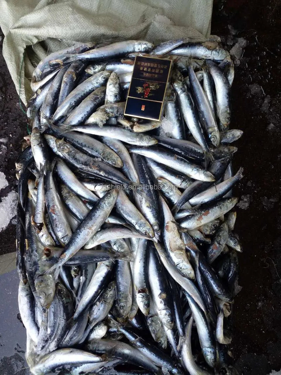 Cheap Price Sea Frozen Sardine Fish Small Size Sardinella Longiceps