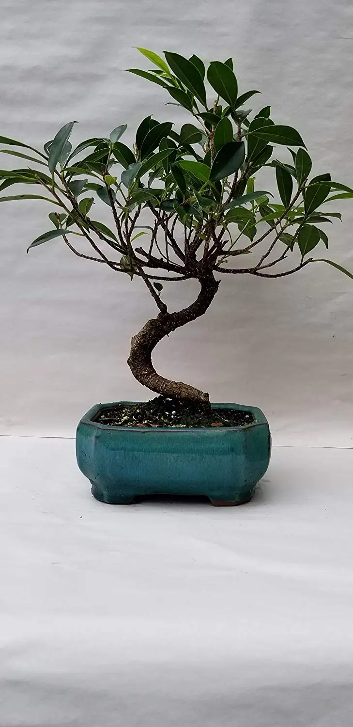Cheap Banyan Fig Bonsai, find Banyan Fig Bonsai deals on line at