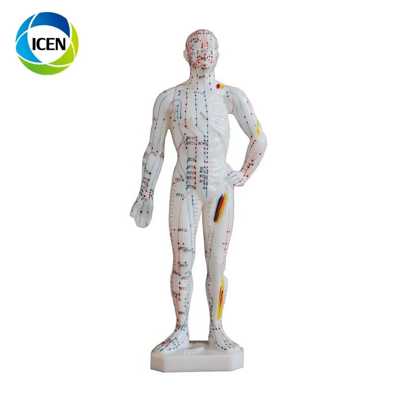 In-501 Full Body Muscular Mannequin Acupuncture 55cm Male Human ...