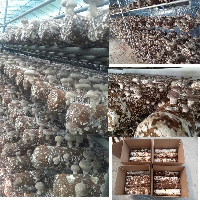 
Shiitake mushroom log for sale with good price 