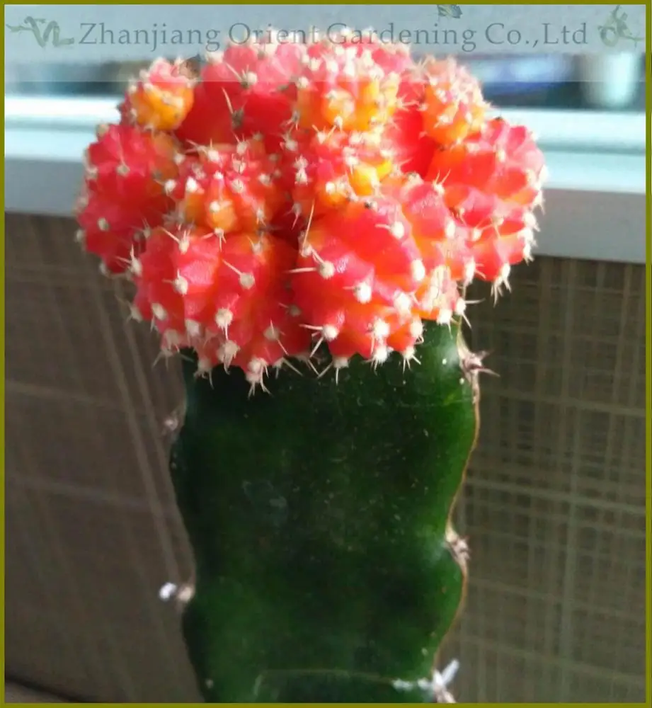 
Live plant Color Gymnocalycium mihanovichii grafted Cactus for sale 