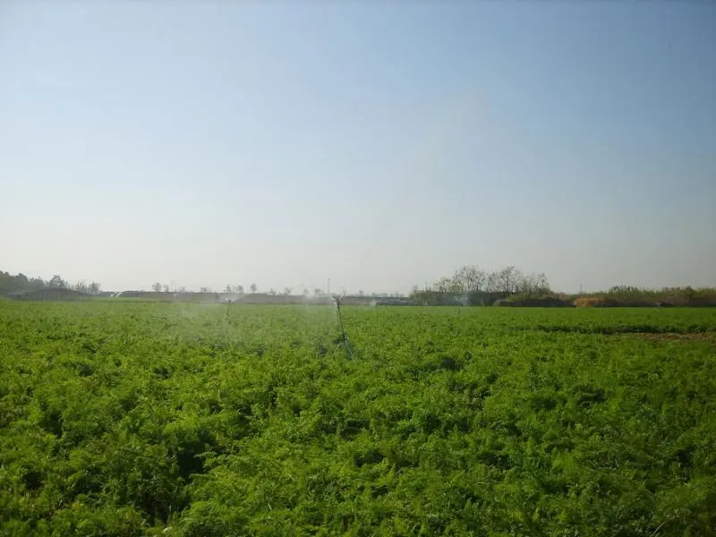 planting farm of Bilong 2.JPG