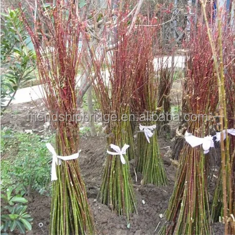 
Purple Japanese Maple tree(Acer palmatum cv.Atroparpureum) 