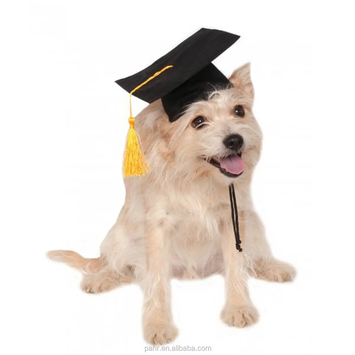 Pet Graduation Hat For Small Cat Dog 