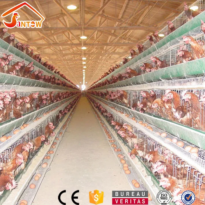 A Type 4 Tier Chicken Battery Cages And 1000 Birds Chicken Layer House Poultry Farm Dimension Buy 1000 Birds Chicken Layer Cage Chicken Layer House Poultry Farm Dimension A Type 4 Tier Chicken,Small Living Room Furniture Arrangement Examples