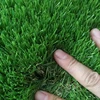 Competitive price customized artificial grass for landscape