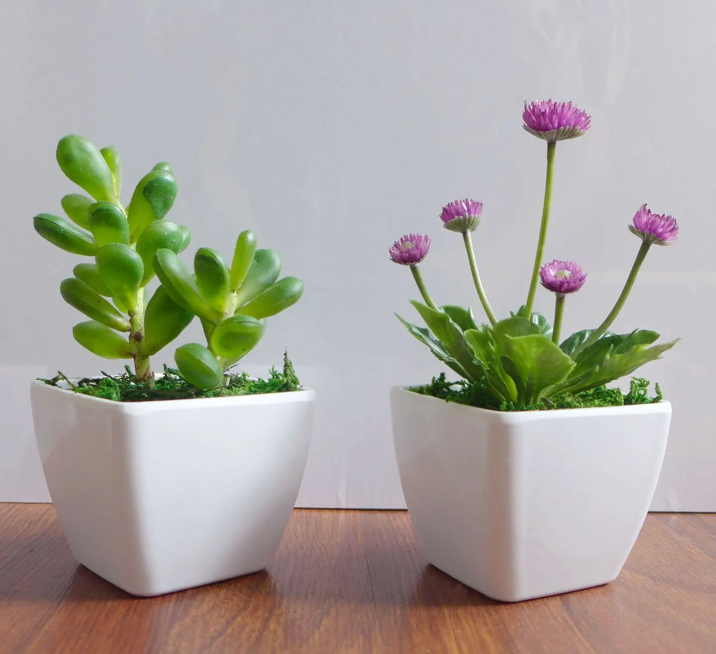 Buy 1 Set Of 2 Pcs Potted Artificial Succulents Yacon Small Flower