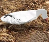 2-d snow goose windsocks
