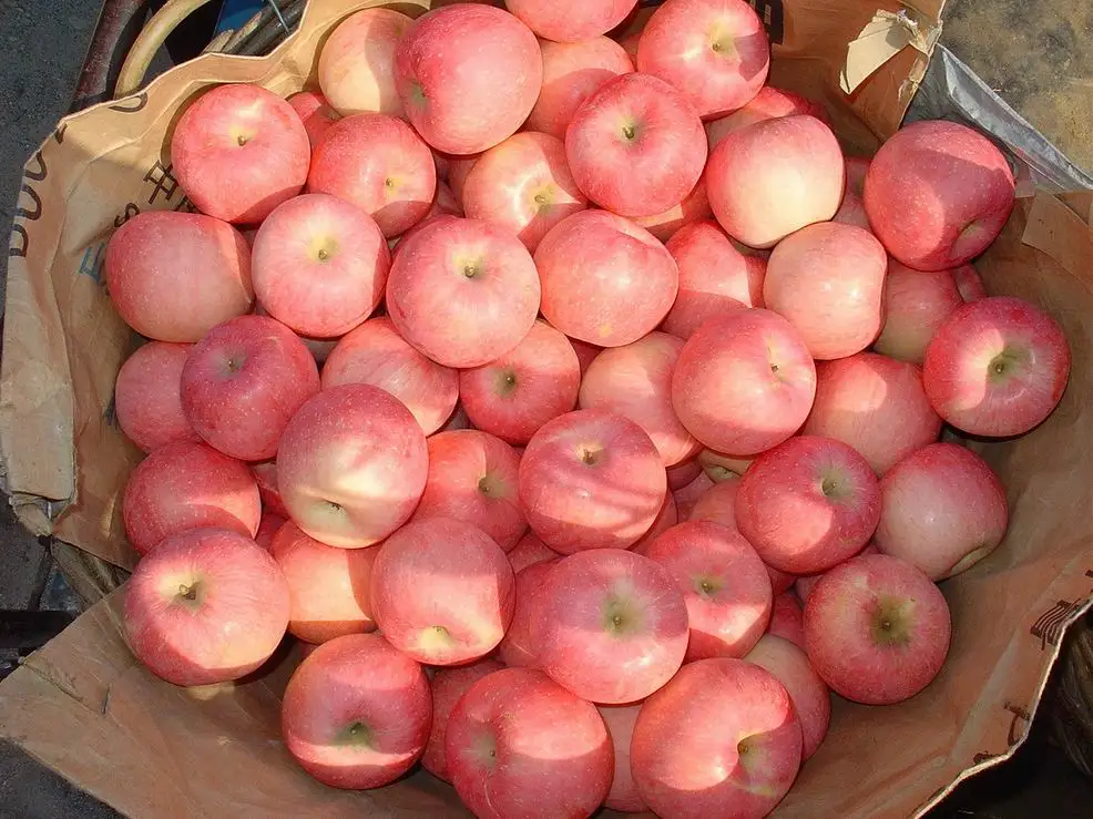 Hot Selling Golden Crisp Apples With Low Price Buy Kashmir Apple