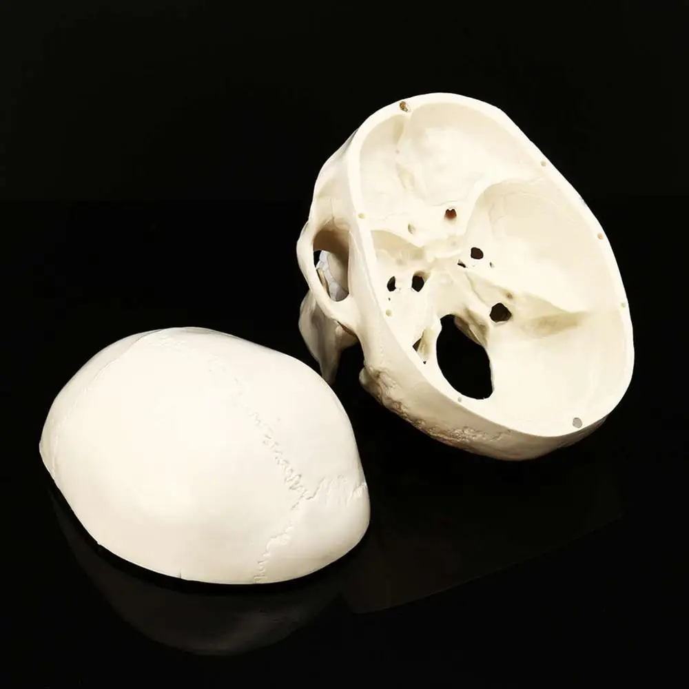 

Skull Model of Human Anatomical Model Medicine Skull Human Anatomical Anatomy Head Studying Anatomy Teaching Supplies New