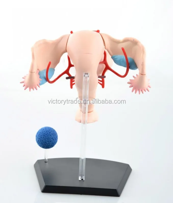 V Hm10 4d Master Female Reproductive System Anatomical Uterus Model