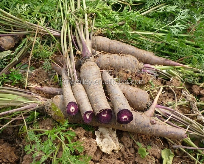 Sementes De Cenoura Roxa Preta Super Hibrida Alta Qualidade Sementes Para Cultivo Roxo Ginseng Buy Hibridas De Sementes De Cenoura Cenoura Semente Preta Sementes De Cenoura Product On Alibaba Com