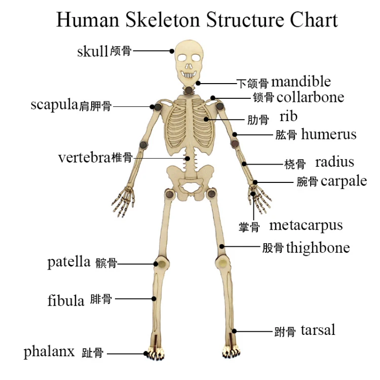 Human Skeleton Build Your Own Science Biology Magnets Kids Childs Educational 