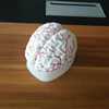 the cerebral artery anatomy brain structure model