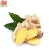 NEW VEGETABLE ABOUT CHINESE GINGER