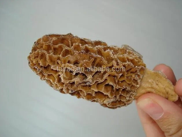
Dried stemless morels morchella size 3-6 cm factory price 