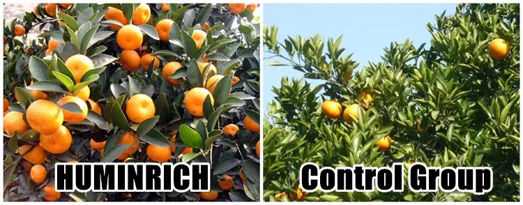  Rice Liquid Fertlizer.jpg