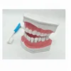 High quality pvc twice bigger size children brushing detachable tooth model for teaching