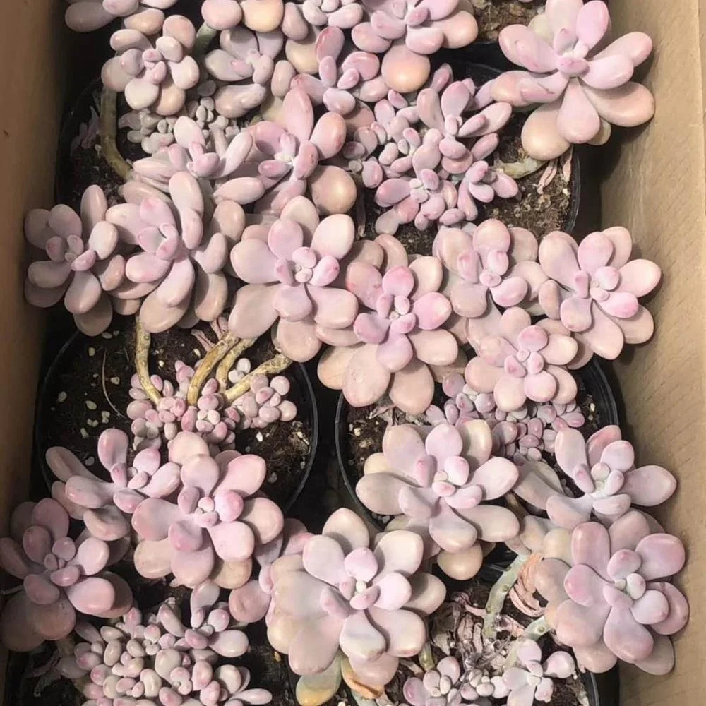 
Wholesale Succulent Plants Graptopetalum amethystinum with LOW PRICE 