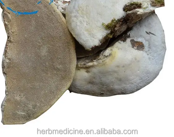 
Wild organic mushroom Trametes suaveloens (L.) Fr. whole part for food and herb 