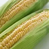 Yu mi seed bright color and corn seed for Sweet Hybrid Corn Seeds