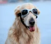 Pet Square Sunglasses Dog Waterproof Goggles Foldable UV Protective Sun Glasses for Dog
