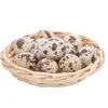 425G Quail eggs - Pickled Egg