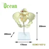 Adult Female Pelvis Model for medical School Shapes Short And Broad