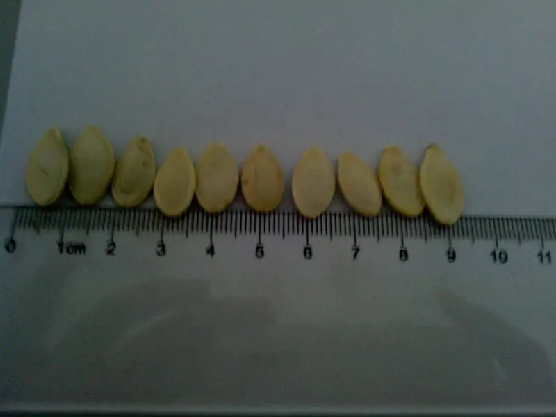 shine pumpkin seed (4)