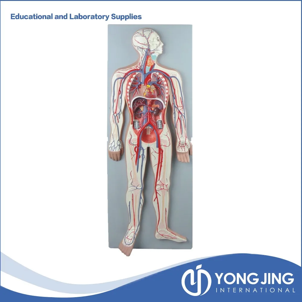 модель кровеносной системы человека. макет внутренних органов человека. модель кровеносной системы. сердечно-сосудистая система человека анатомия. кровяная система человека.