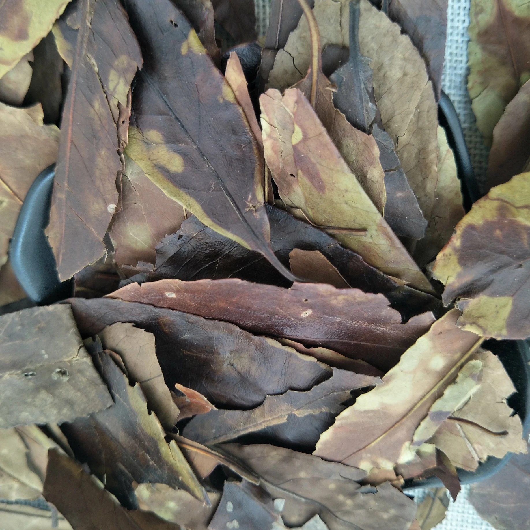 董卿叶厂家供应优质干果中草药四季青