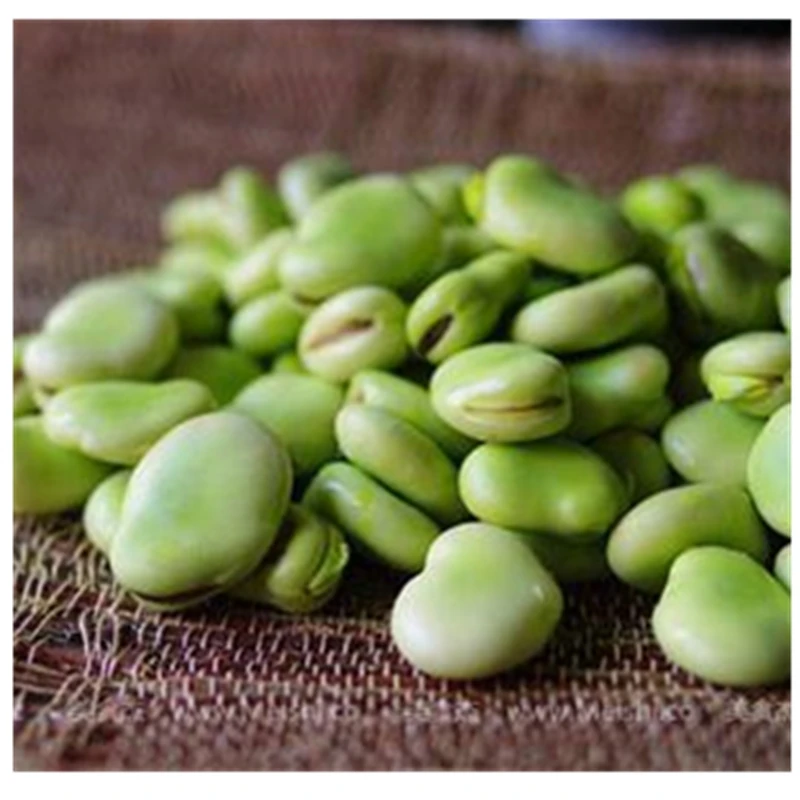 
IQF frozen broad beans with best quality and hot price 